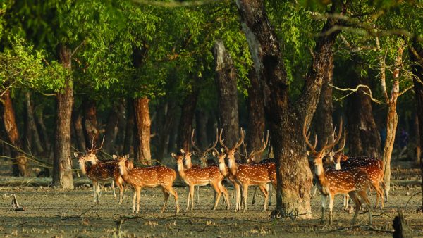 sundarban group tour from dhaka