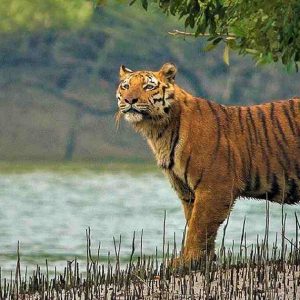 sundarban group tour from dhaka