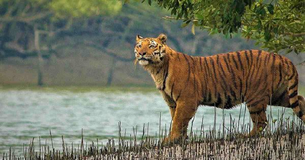 sundarban group tour from dhaka